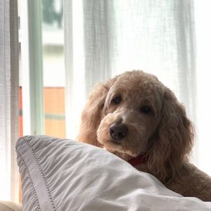 Meet your Posher, Lola